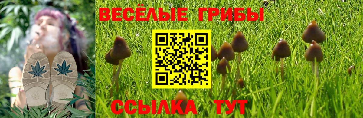 Галлюциногенные грибы Cubensis  Вход с VPN  Ачинск 